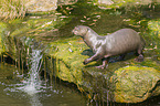 giant otter