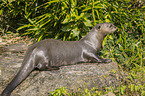 giant otter