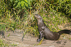 giant otter