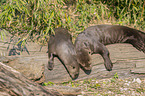 giant otter