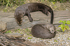 giant otter