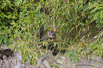 giant otter