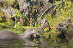 giant otter