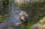 giant otter