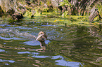 giant otter