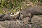 giant otter