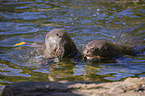 giant otter