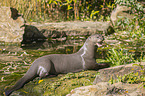giant otter