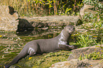 giant otter