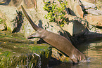 giant otter