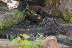 giant otter