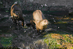 giant otter