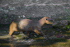 giant otter