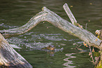 giant otter