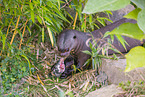 giant otter