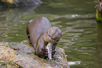 giant otter