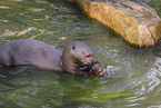 giant otter