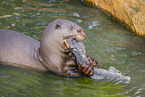 giant otter