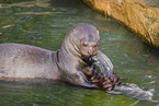 giant otter