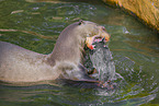 giant otter
