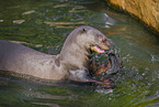giant otter