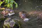 giant otter