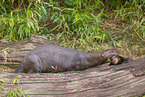 giant otter