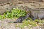 giant otter