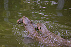 giant otter