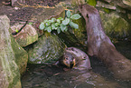giant otter
