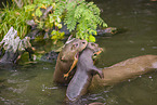 giant otter