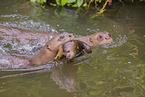 giant otter
