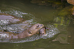 giant otter