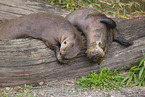 giant otter