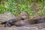giant otter