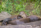 giant otter