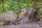 giant otter