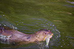 giant otter
