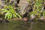 giant otter
