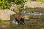 giant otter