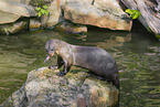 giant otter