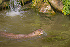 giant otter