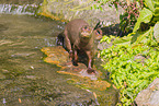 giant otter