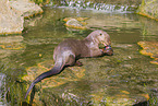 giant otter