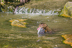 giant otter