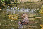 giant otter