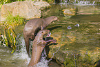 giant otter