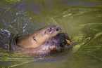 giant otter