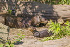 giant otter
