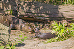 giant otter